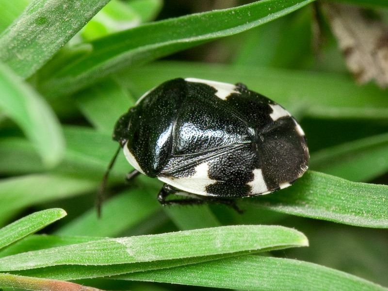 Tritomegas sexmaculatus (Rambur, 1839)